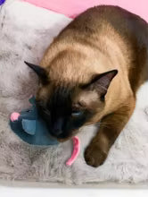 Ratón Inteligente para Gatos – Juguete Interactivo Automático